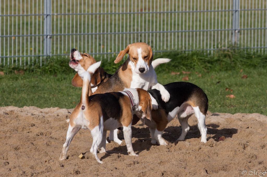 Beaglespaß beim Beaglefreilauf Kalkar
