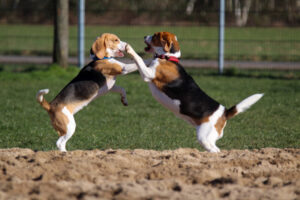 Beaglefreilauf Kalkar