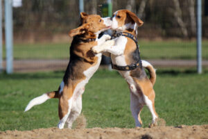 Beaglefreilauf Kalkar