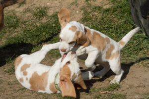 Beaglewelpen beim Beaglefreilauf
