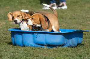 Beaglefreilauf Kalkar