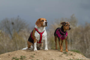 Beaglefreilauf Kalkar