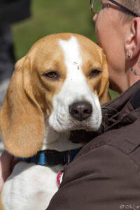 Beaglefreilauf Kalkar