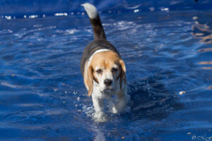 Beaglefreilauf Kalkar