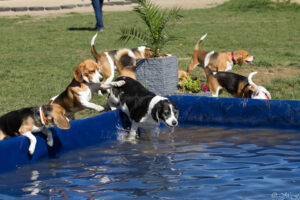 Beaglefreilauf Kalkar