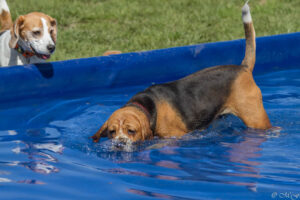 Beaglefreilauf Kalkar