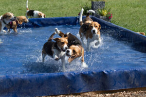 Beaglefreilauf Kalkar