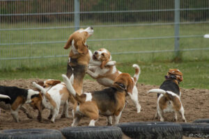 Beaglefreilauf Kalkar