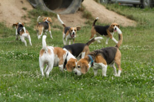 Beaglefreilauf Kalkar e.V. Beaglefreilauf Kalkar e.V.