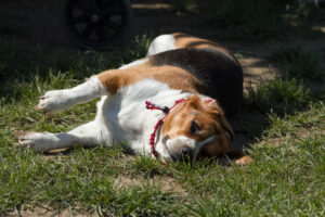 IMG_3091 Beaglefreilauf Kalkar