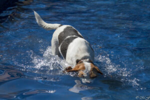 IMG_4307 Beaglefreilauf Kalkar