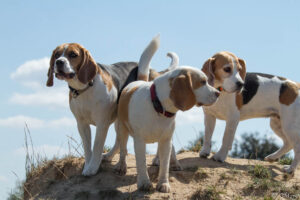 IMG_4311 Beaglefreilauf Kalkar