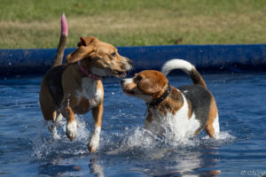 IMG_4432 Beaglefreilauf Kalkar