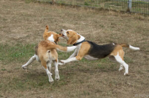 IMG_5947 Beaglefreilauf Kalkar