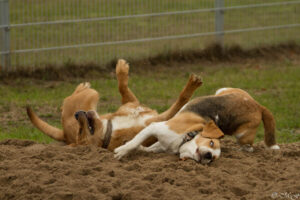 Beaglefreilauf Kalkar