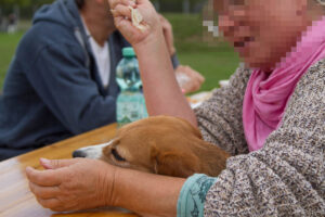 Beaglefreilauf Kalkar