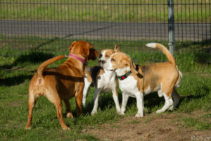 Beaglefreilauf Kalkar