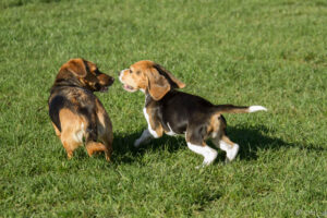 Beaglefreilauf Kalkar