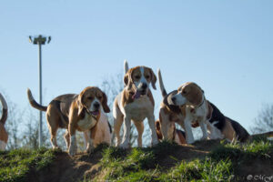 IMG_8548 Beaglefreilauf