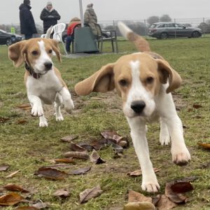 Beaglefreilauf Kalkar e.V.