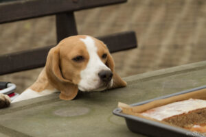 IMG_9120 Beaglefreilauf