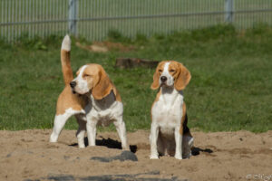 Beaglefreilauf Kalkar e.V.