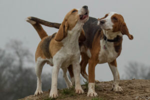Beaglefreilauf Kalkar Beaglefreilauf Kalkar