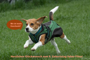 Beaglefreilauf Kalkar e.V.