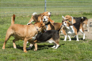 Beaglefreilauf