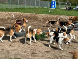 PHOTO-2023-04-23-21-02-30 Beaglefreilauf