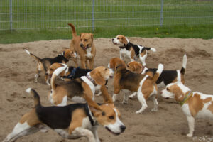 Mega-Spaß beim Beaglefreilauf!