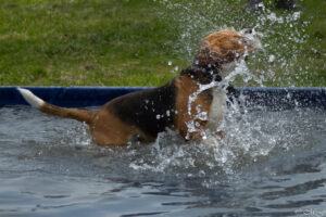 Hundepool beim Beaglefreilauf