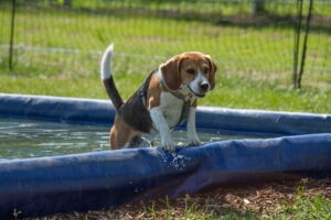 IMG_3149 Beaglefreilauf Kalkar