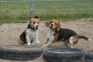 Beaglefreilauf Kalkar e.V.