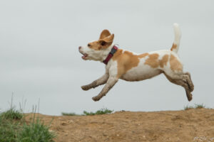 IMG_4011 Beaglefreilauf Kalkar e.V.