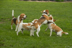 IMG_4648 Beaglefreilauf