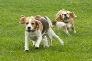 IMG_5089 Beaglefreilauf Kalkar e.V.