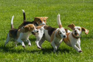 IMG_5372 Beaglefreilauf