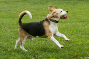 Beaglefreilauf Kalkar e.V. Beaglefreilauf Kalkar e.V.