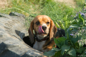 Beaglefreilauf Kalkar e.V.