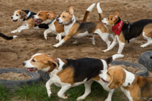 Beaglefreilauf