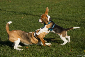 Beaglewelpe beim Beaglefreilauf Kalkar e.V. Beaglewelpe beim Beaglefreilauf Kalkar e.V.