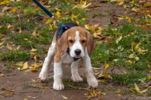 Beaglewelpe beim Beaglefreilauf Kalkar e.V. Beaglewelpe beim Beaglefreilauf Kalkar e.V.