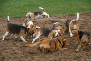 Jahresabschluss beim Beaglefreilauf Kalkar e.V.