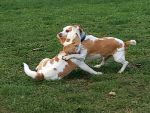 Beaglefreilauf Kalkar e.V.