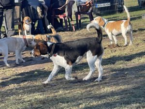 Beaglefreilauf Kalkar