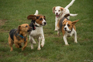 Beaglefreilauf Kalkar