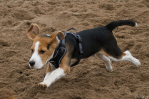 Beaglewelpe beim Beaglefreilauf