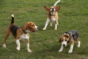 Beaglefreilauf Kalkar e.V. Beaglefreilauf Kalkar e.V.