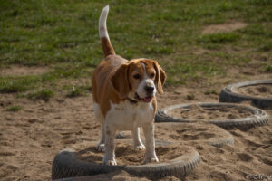 IMG_0489 Beaglefreilauf